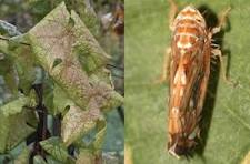 Misure fitosanitarie d'emergenza per il contrasto della Flavescenza dorata